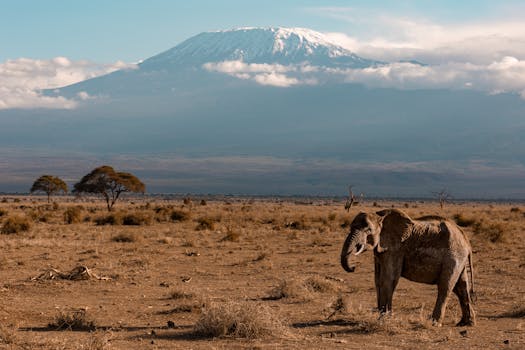 Bolsa Halcyon de resiliência climática segurança alimentar na África 2025