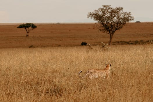 PROGRAMA AFRIKA KOMMT! 2025/2027 para Futuros Líderes em África