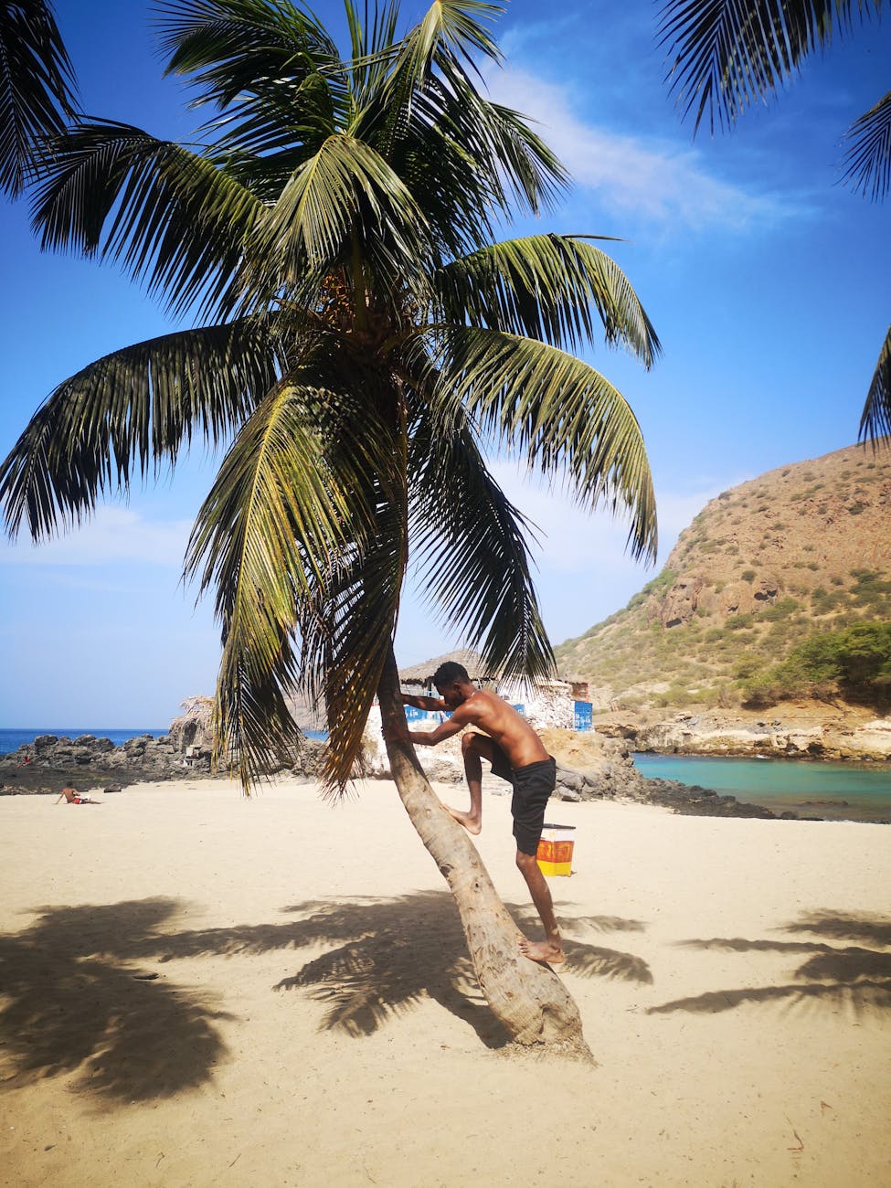 man climbing a palm tree on a beach
