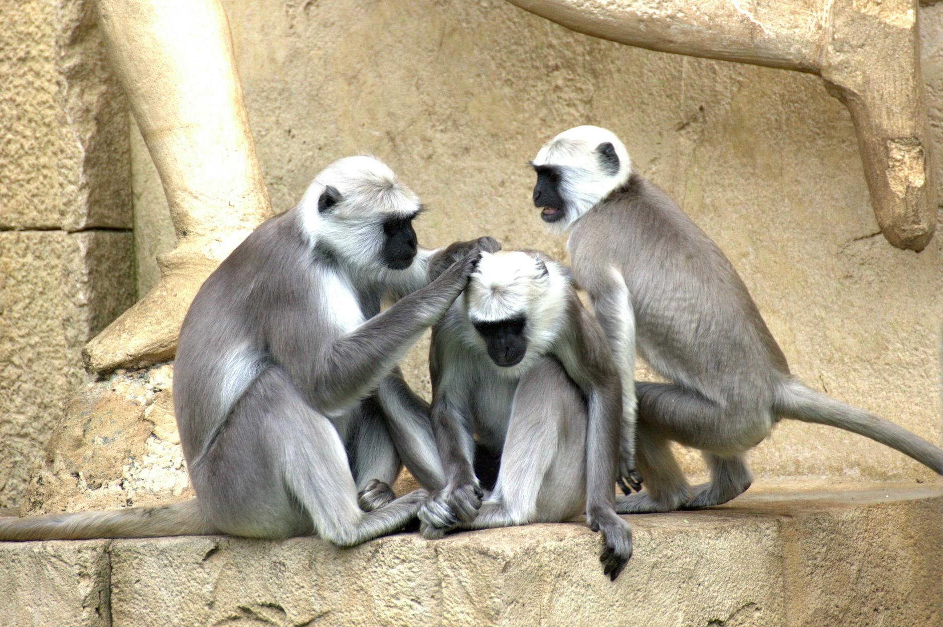 grey and white monkey