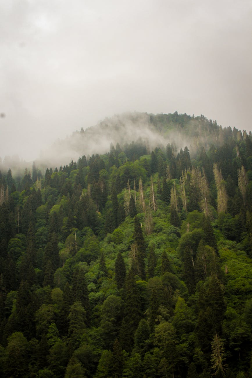 green pine trees under white clouds