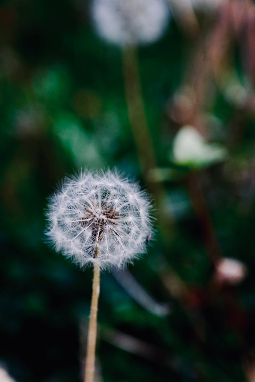 close up of dandelion with blurred background