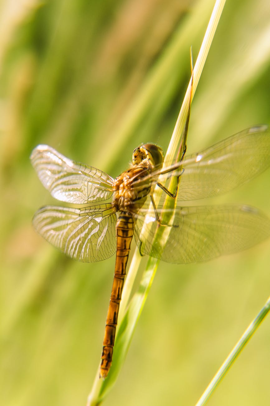 close up of dragonfly resting on grass blade