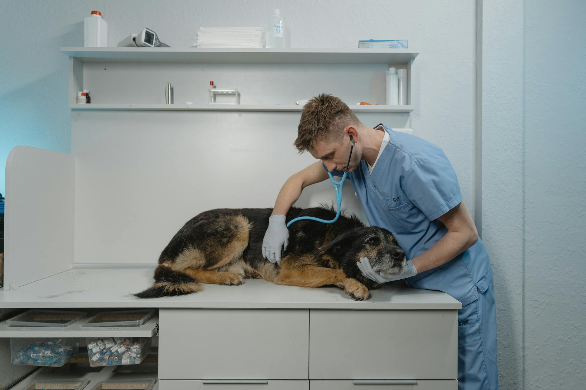 a vet checking a sick rough collie