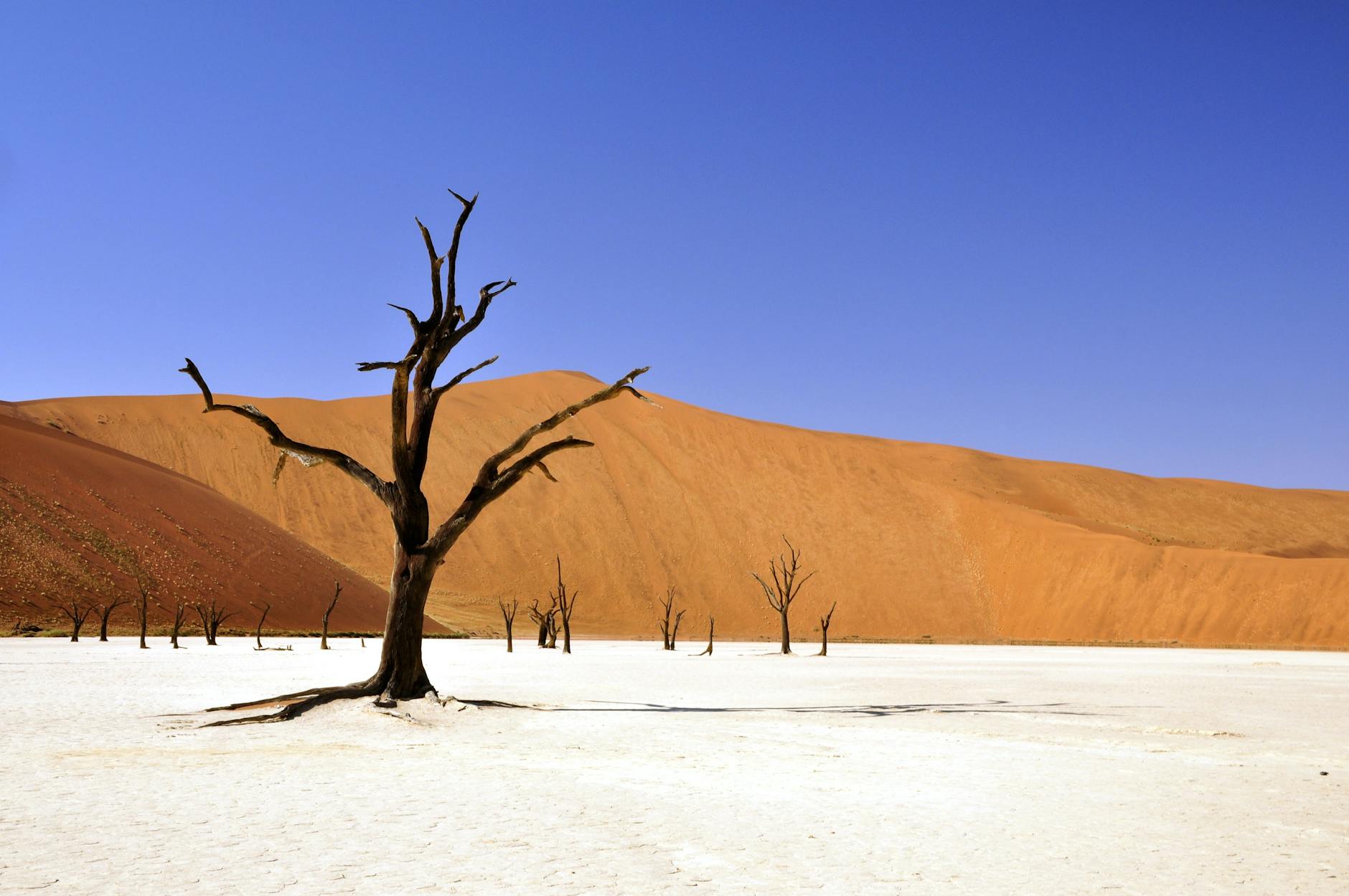 brown leafless tree on sandy soil during daytime