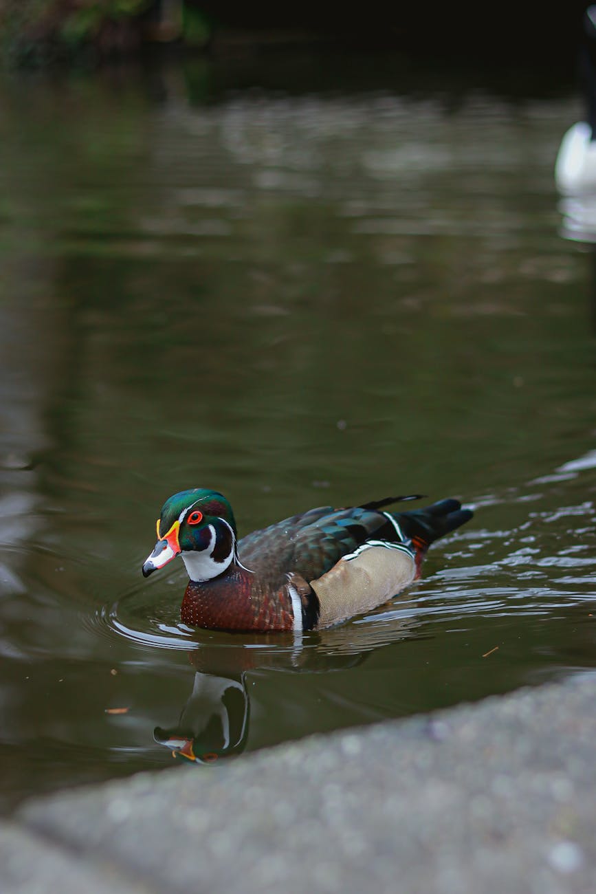 mallard duck on water