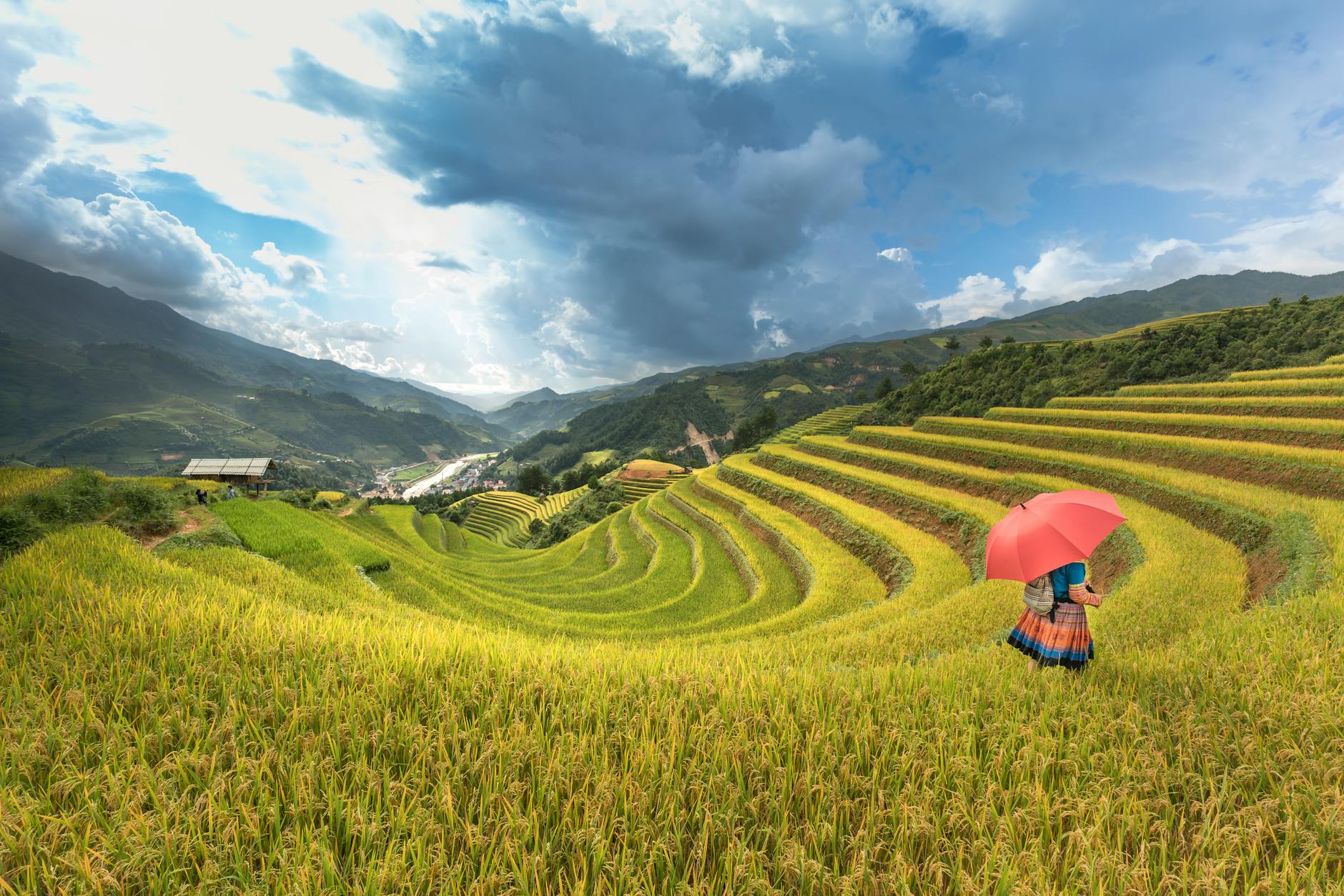 person walking on grain field holding umbrella