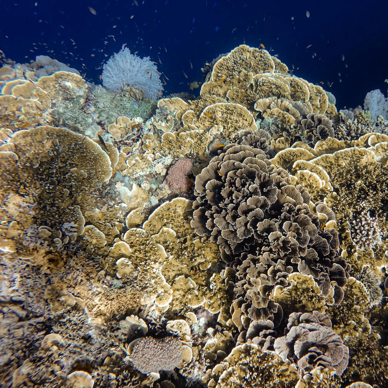 underwater photography of brown corals