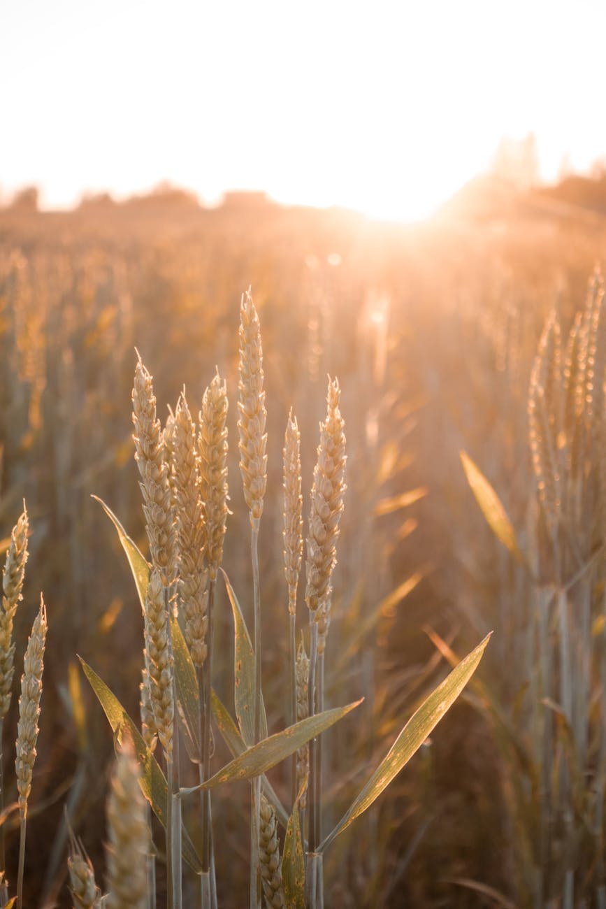 sunset over a wheat field