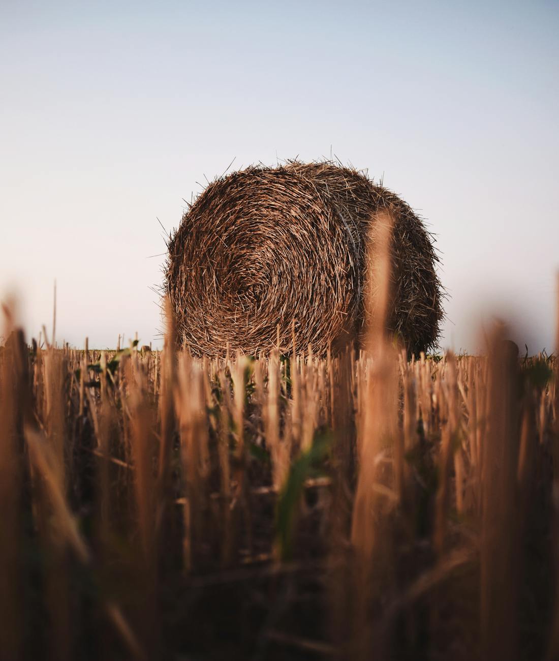 hay bale on the farmland