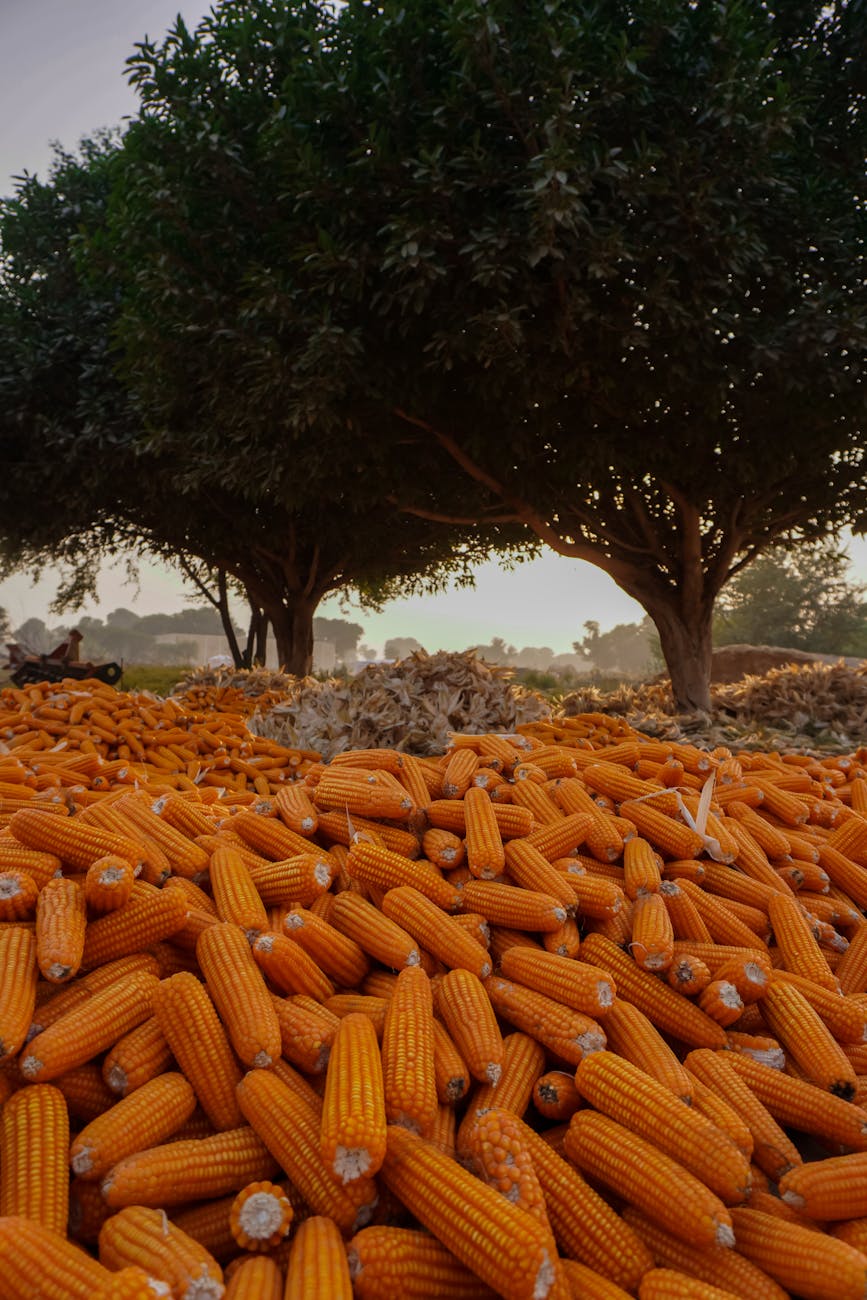 piles of drying corn