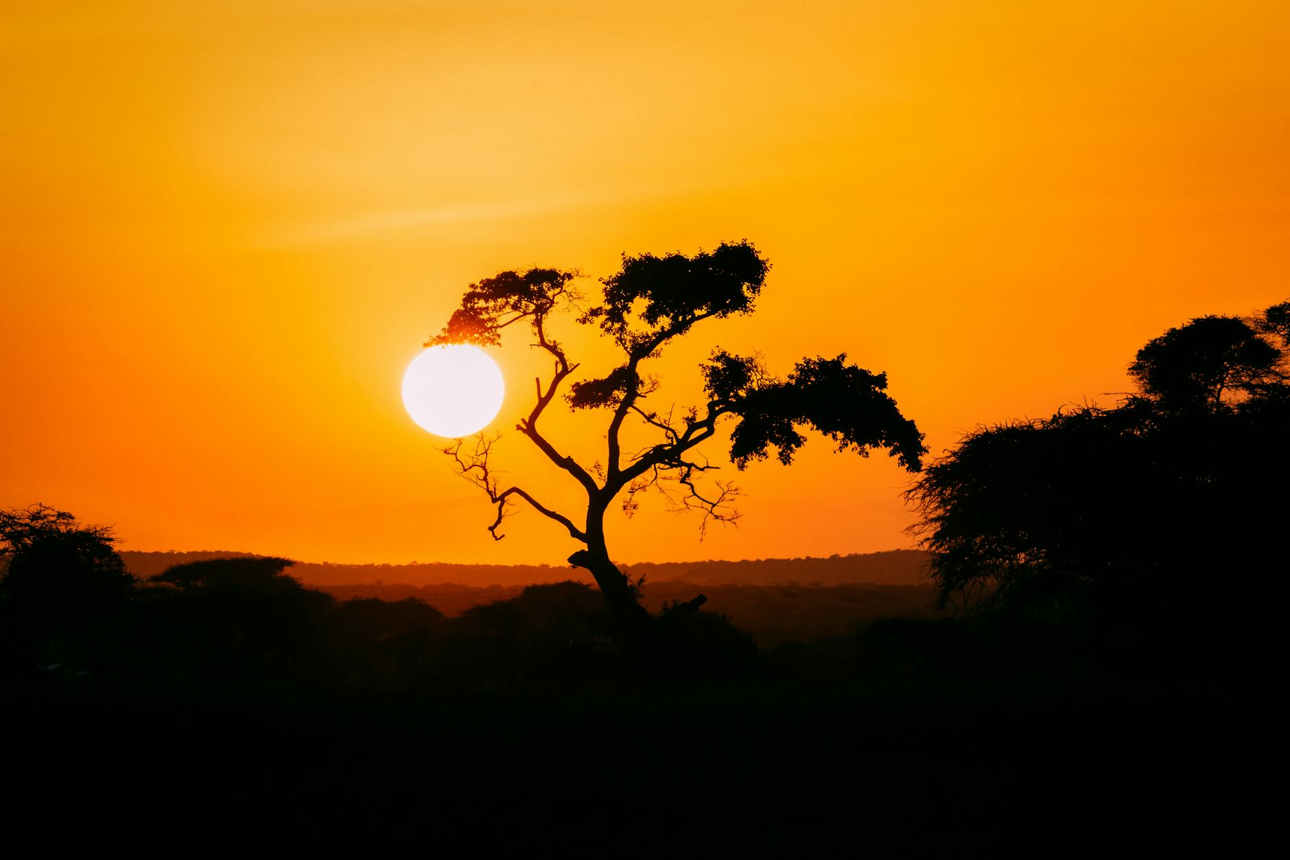 silhouette of tree during golden hour