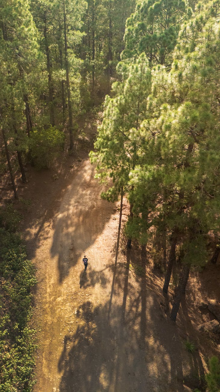 man walks on sandy road in forest