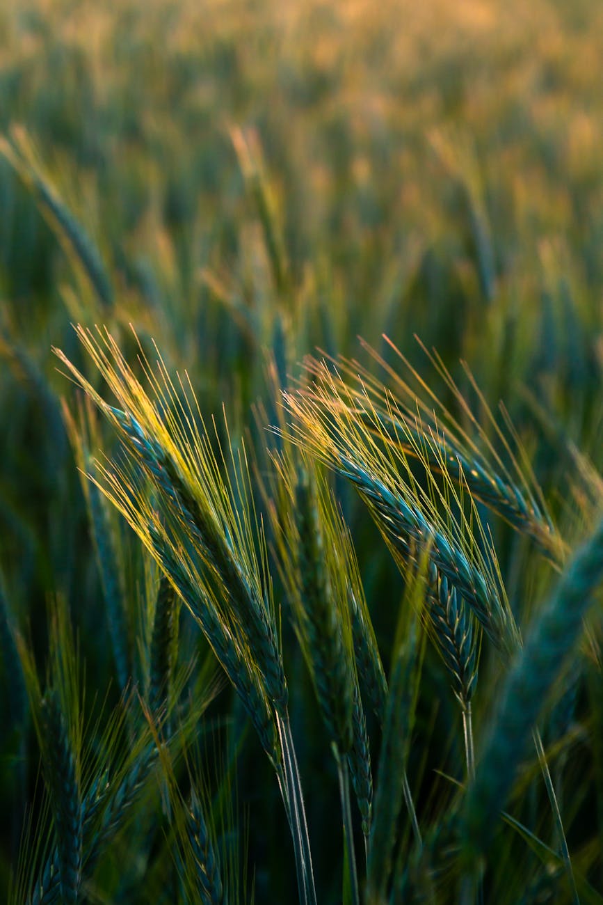 wheat on a field