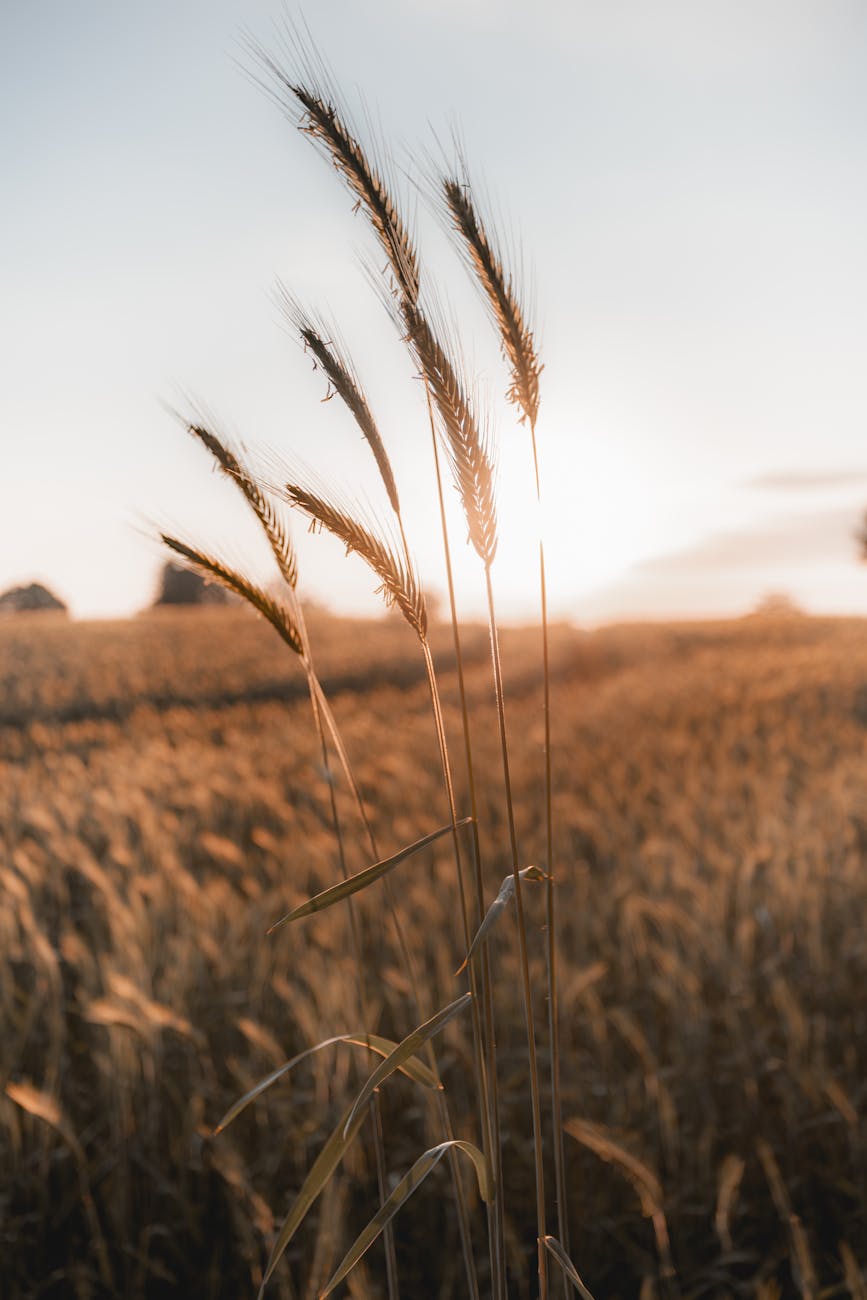 grain on field at sunset