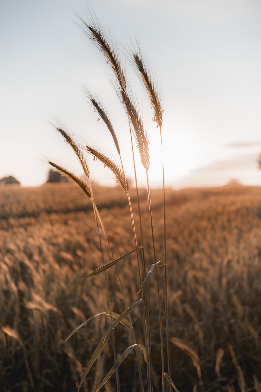 grain on field at sunset