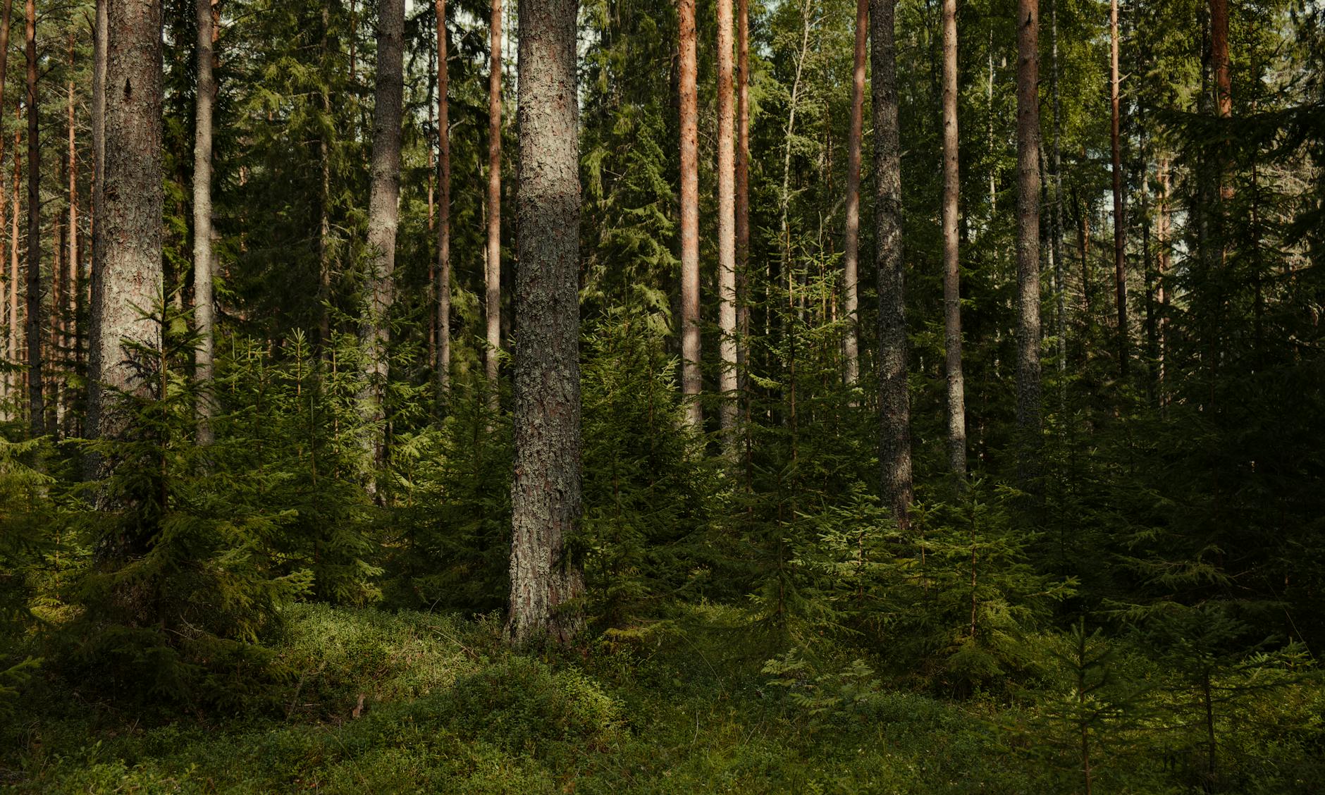 lush coniferous forest with tall evergreen trees