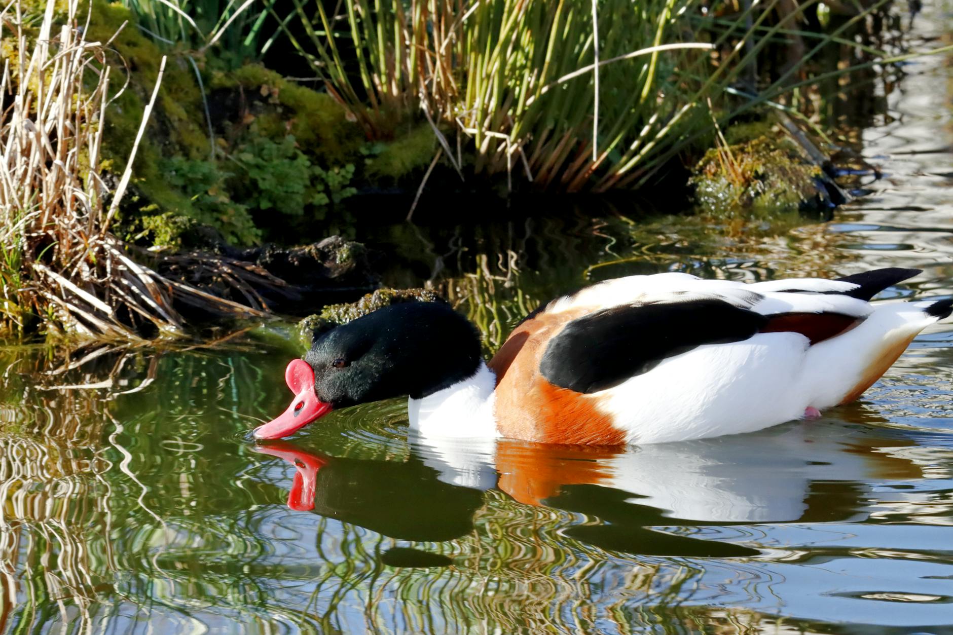 colorful shelduck at water s edge