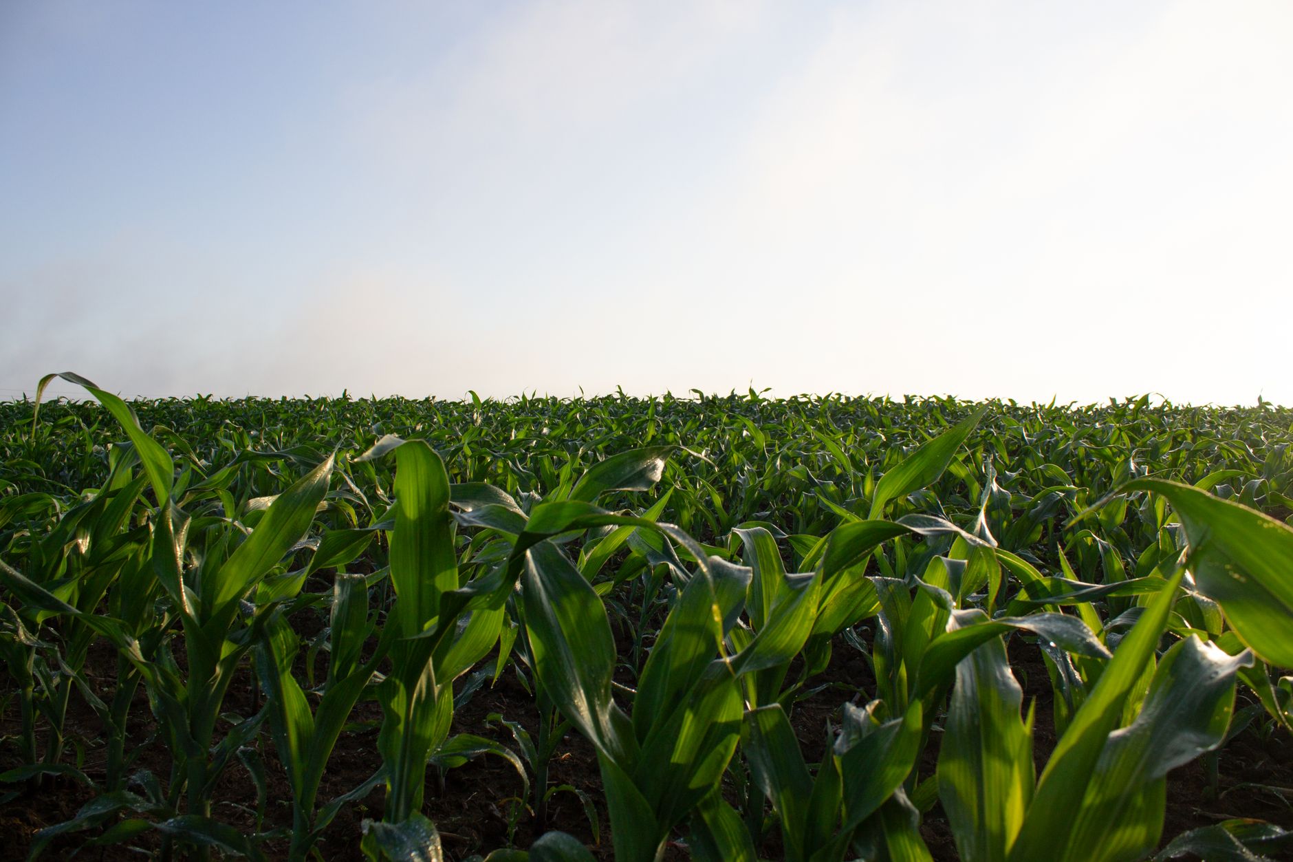 vibrant cornfield under clear sky at sunset