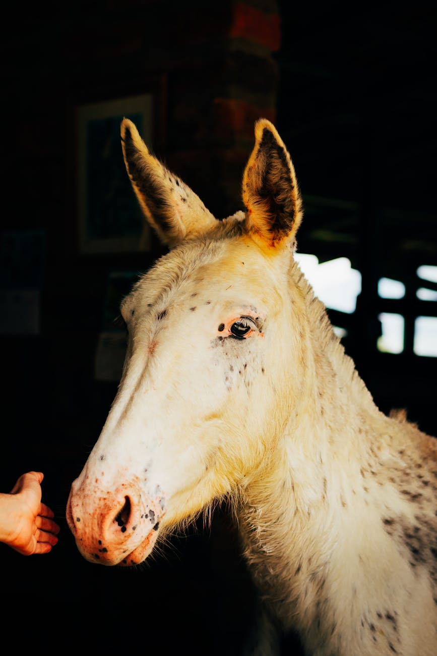 close up of a white donkey indoors