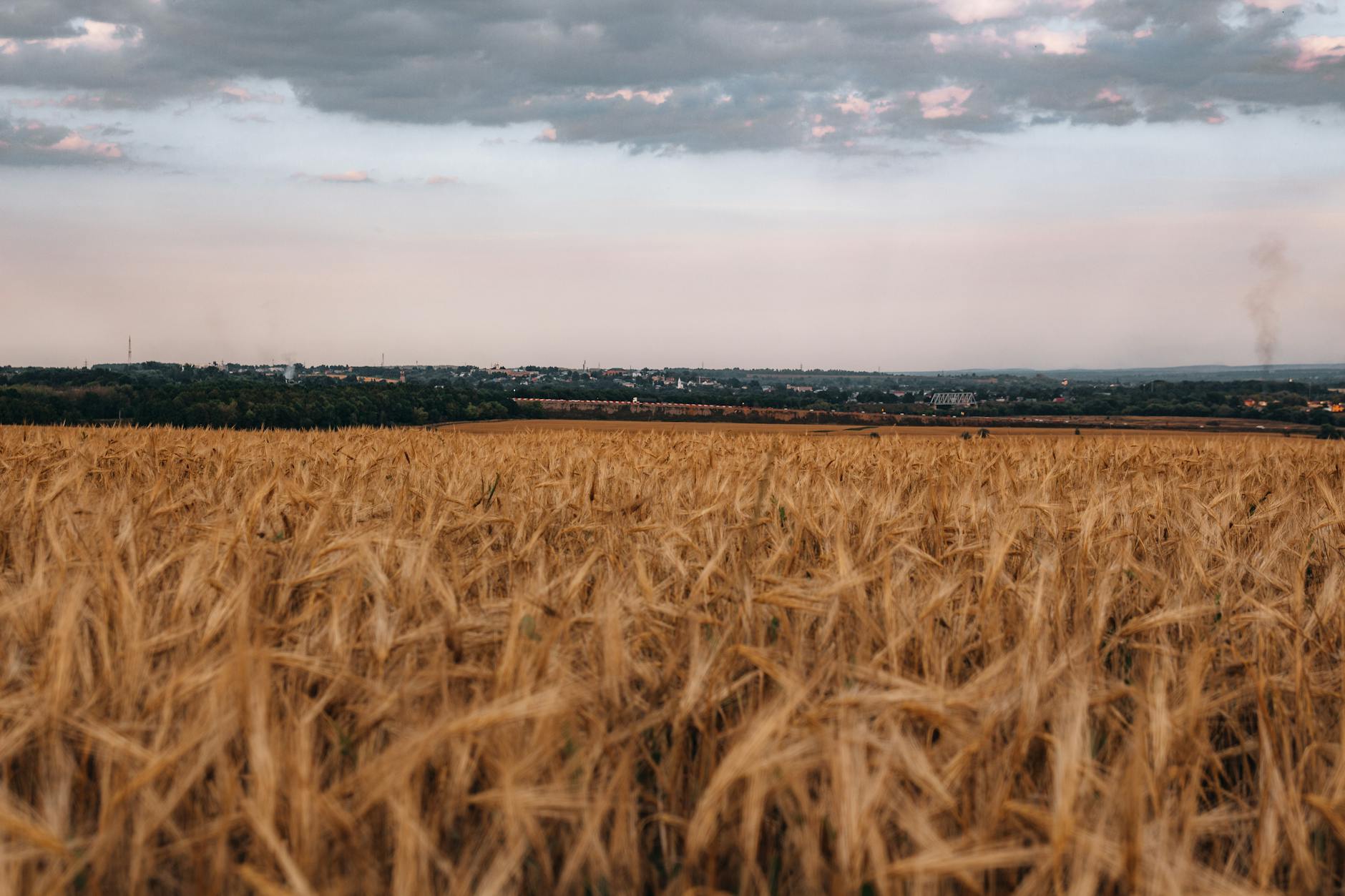scenic view of a wheat field during sunset