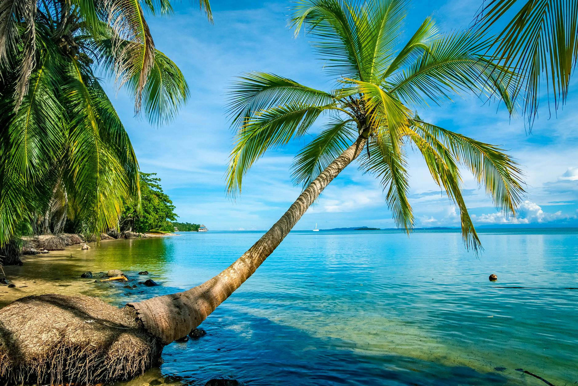 coconut trees on the sea shore
