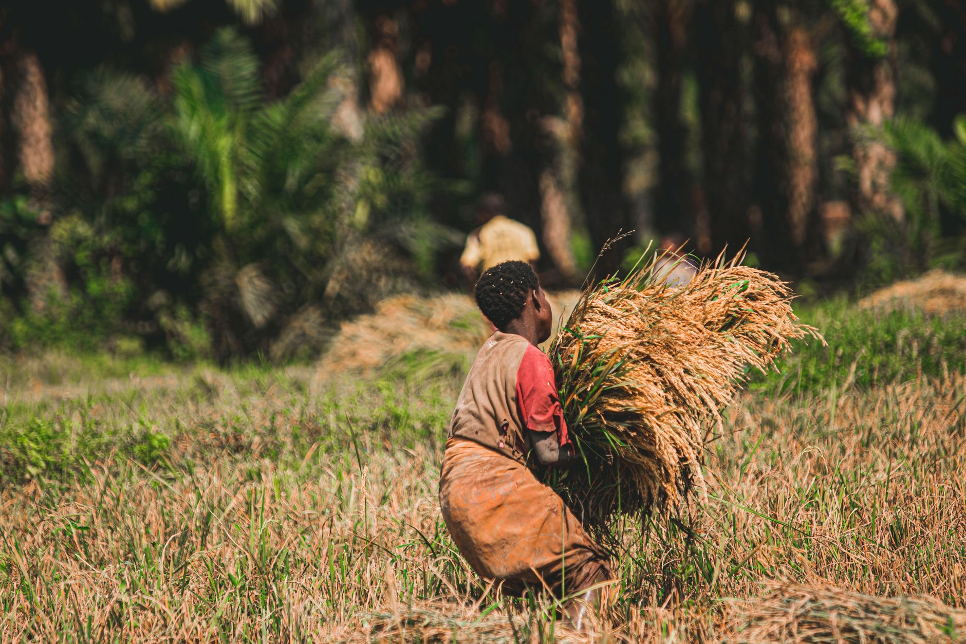 farmer harvesting rice on rice plains