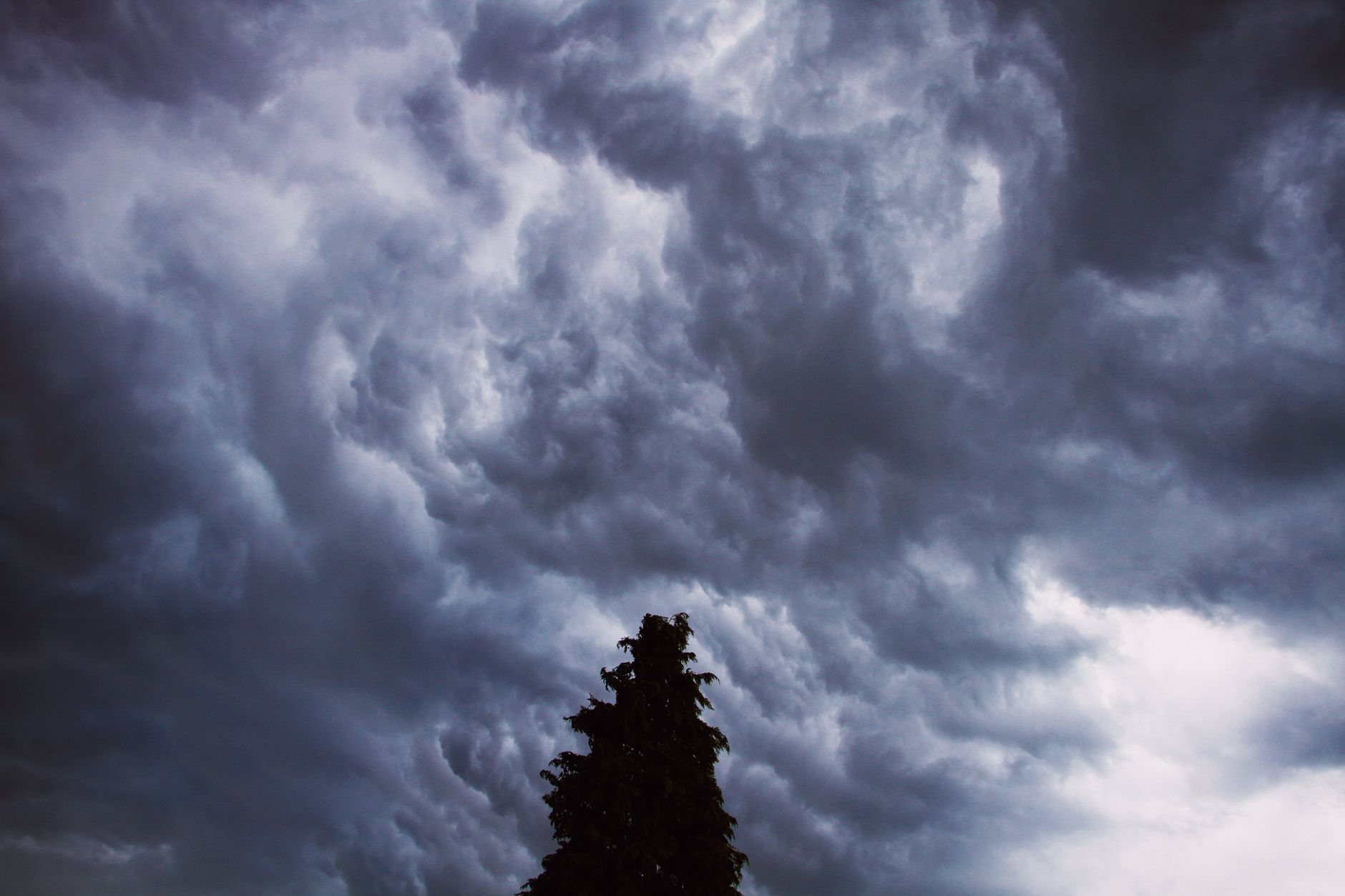 tree under cloudy sky