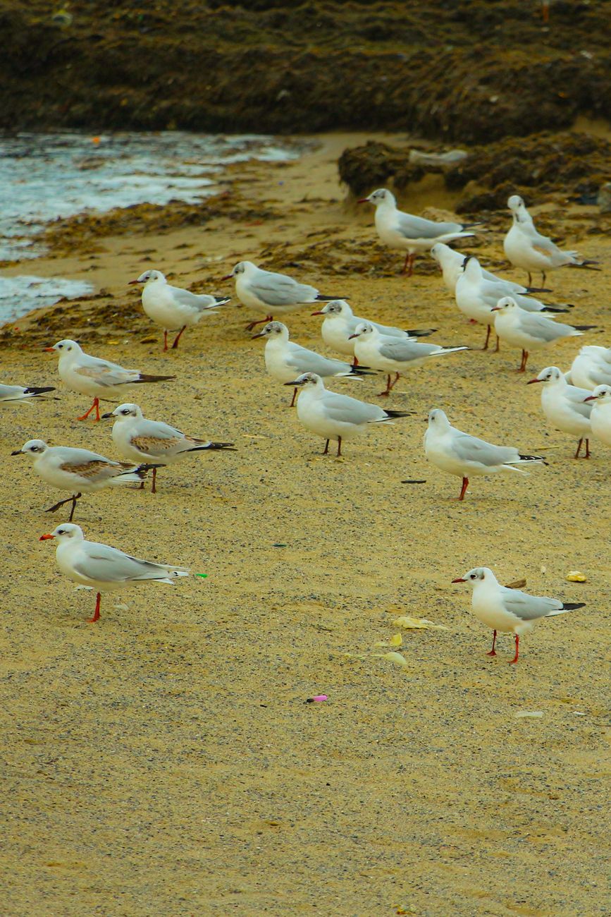 flock of seagulls gathered on a sandy beach