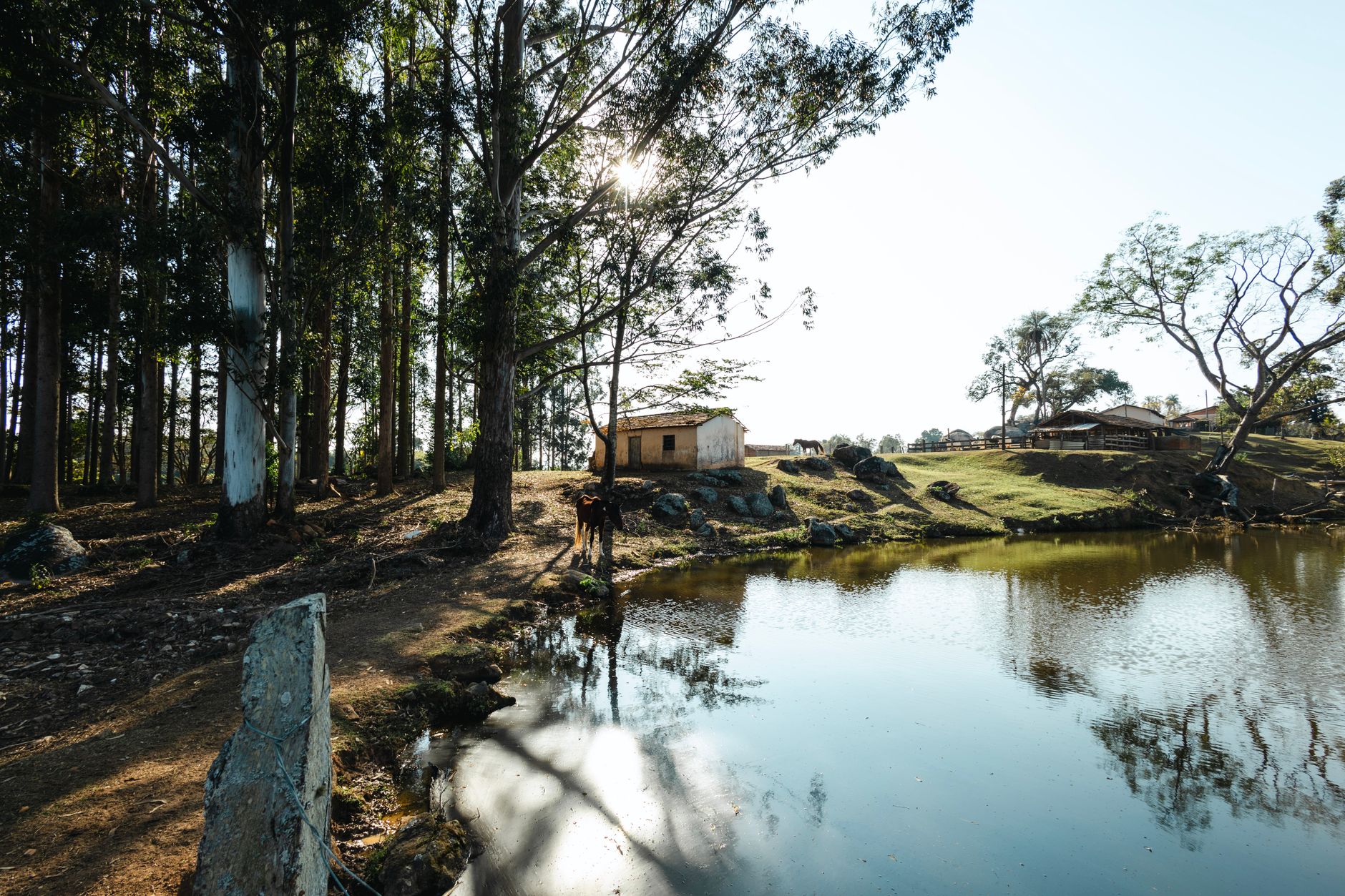 Serene rural landscape with lake, trees, and small house in Brazil's countryside.