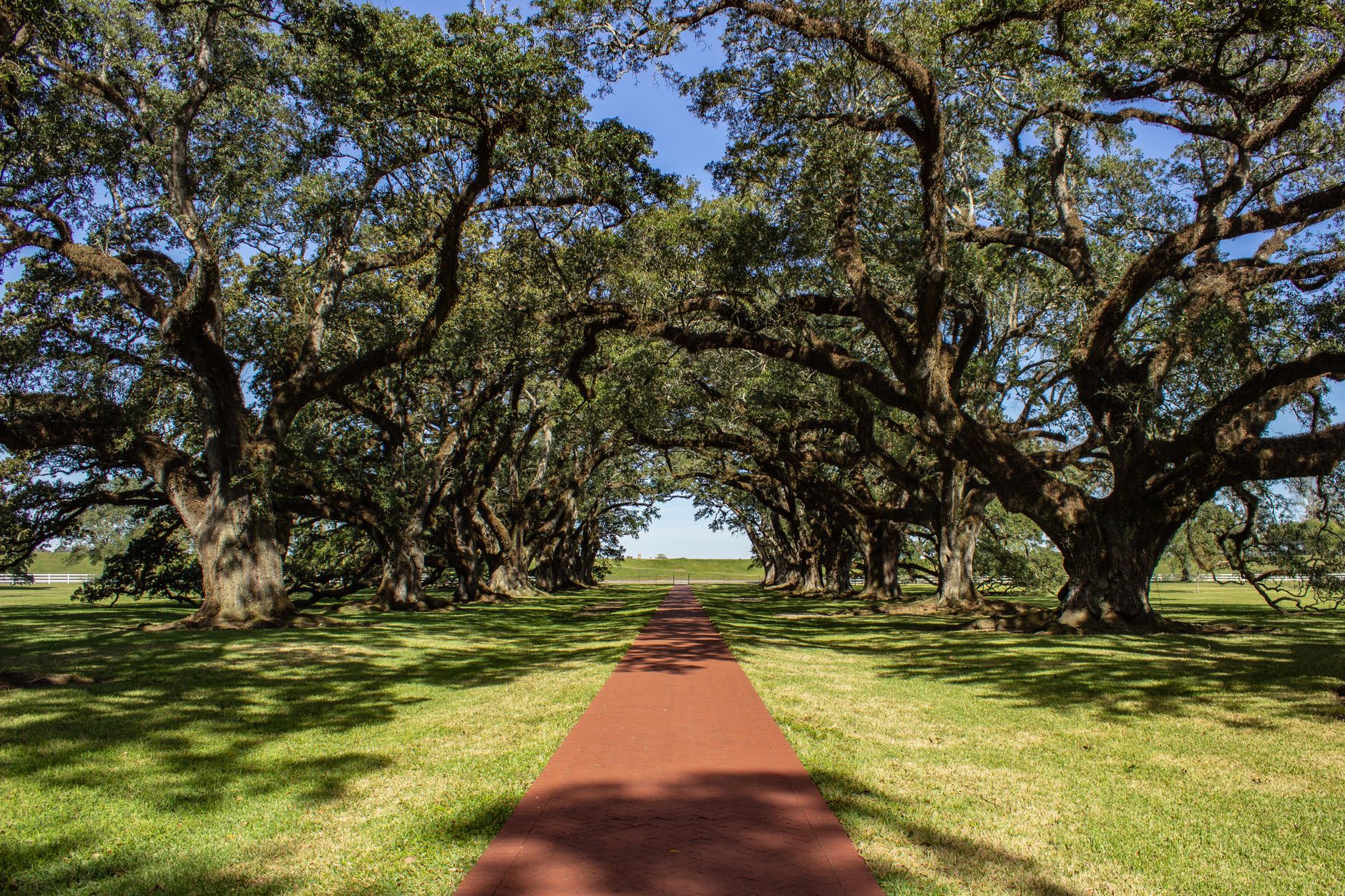 Majestic oak trees line a pathway in Vacherie, Louisiana, offering a serene vista.
