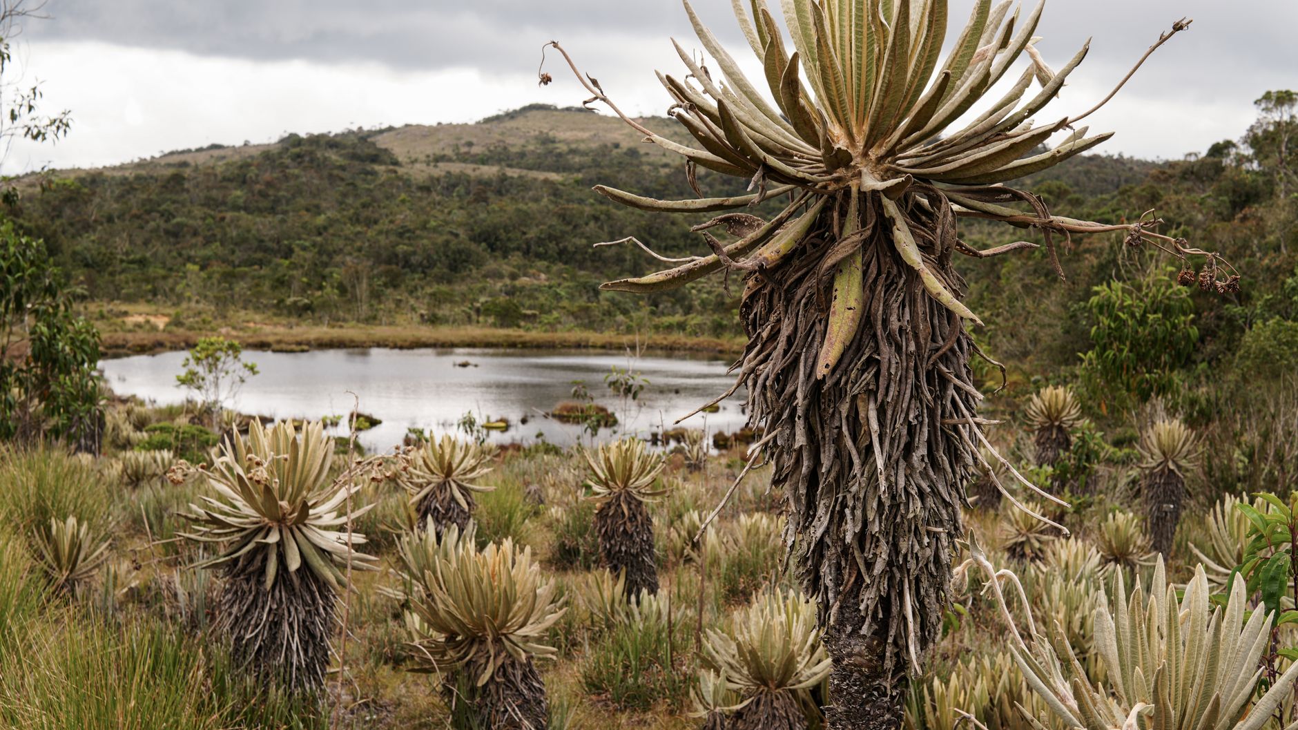 Stunning view of frailejones in Andean moorland with cloudy skies and a serene lake.