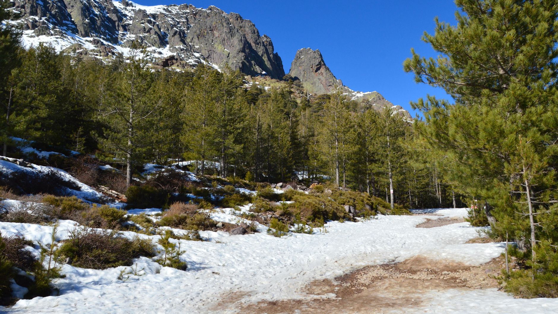 Scenic view of snowy mountains and evergreen trees in Asco, Corsica, France.