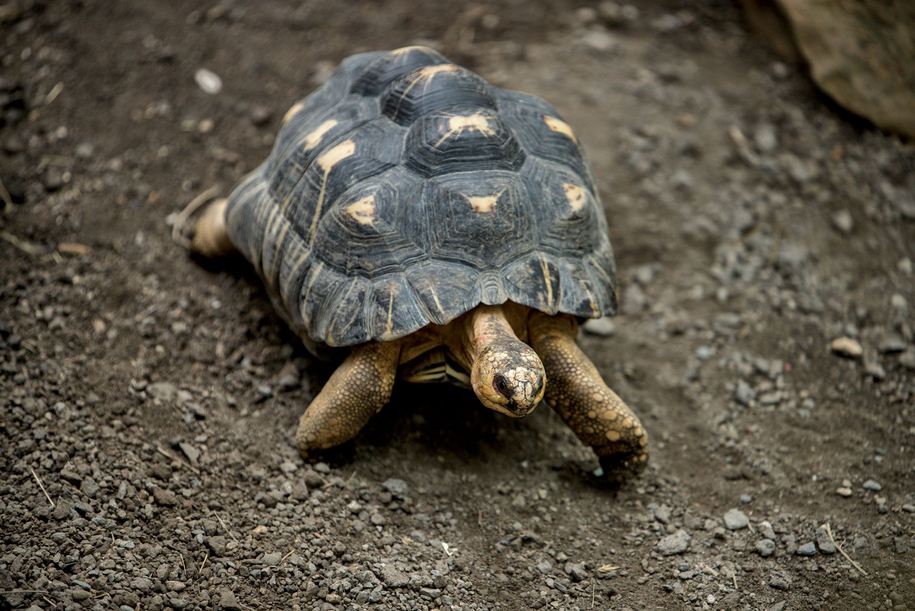 Radiated tortoise navigating a dirt path, showcasing its distinctive star-patterned shell.