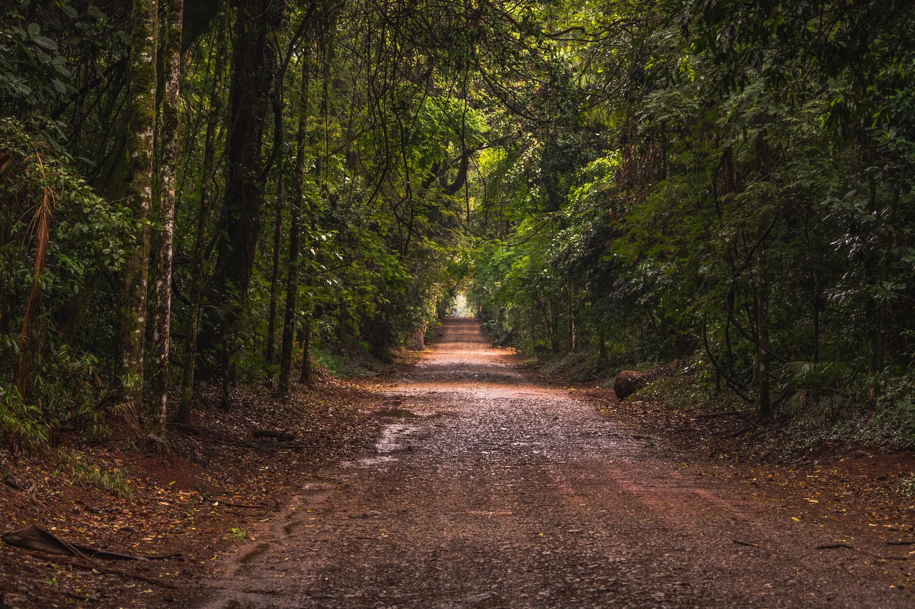 Serene unpaved road through lush forest in Rolândia, Brazil, showcasing natural beauty.
