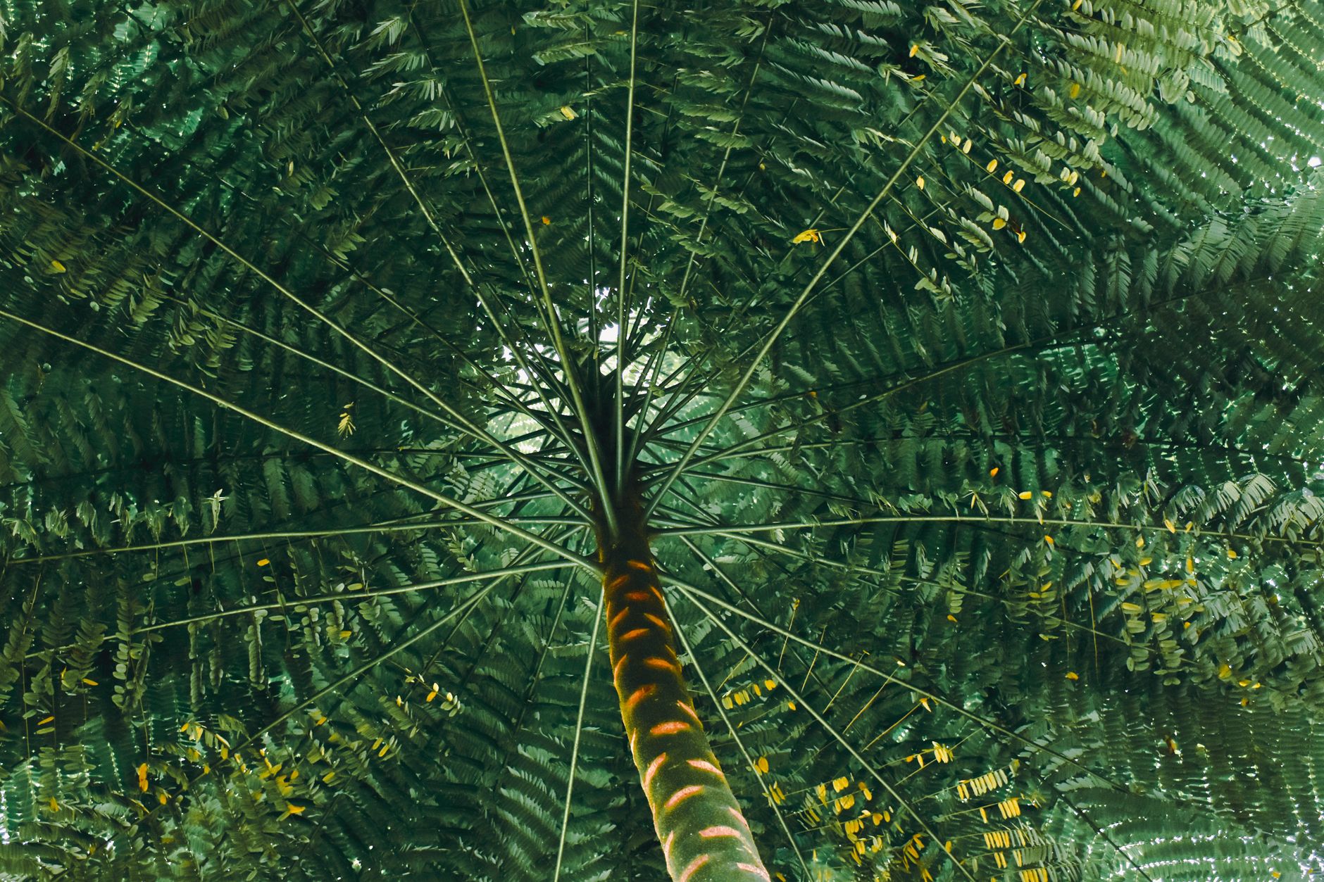 Enjoy the beauty of a palm tree canopy viewed from below, showcasing vibrant green leaves.